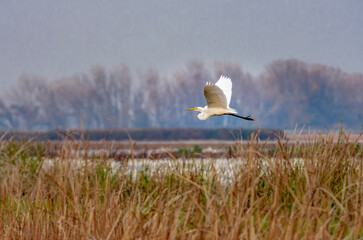 A great white egret in Merced National Wildlife Refuge in California