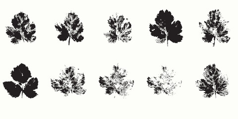 Natural leaves imprint, Grunge style, Vector, Isolated, Decorative elements for design