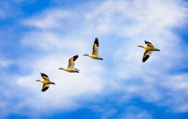 Migrating snow geese stop to rest in the Merced National Wildlife Refuge in California