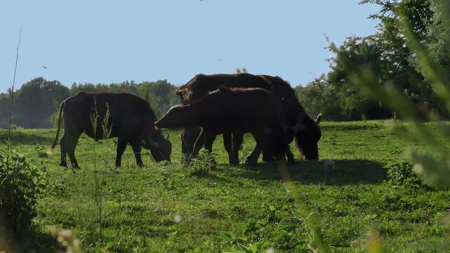 Water Buffalo (Bubalus bubalis) es grazing on a green meadow in the backlight of the setting sun.