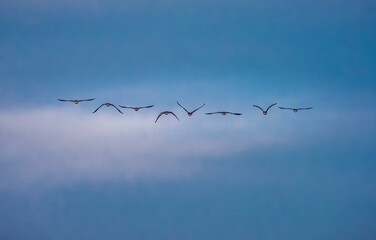 Migrating snow geese stop to rest in the Merced National Wildlife Refuge in California