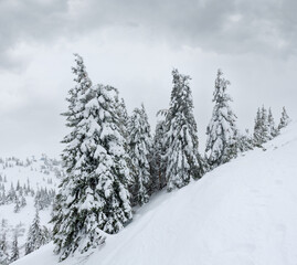 Icy snowy fir trees on winter hill in cloudy weather (Carpathian).