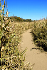 Corn Maze 