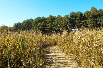 Corn Maze