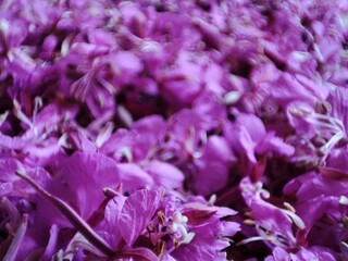 beautiful, blossoming, purple, scarlet buds of fireweed flowers in macro