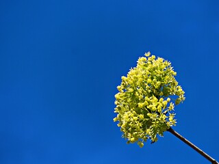 bright yellow maple blossom against a cloudless blue sky