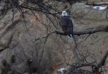 Bald Eagles at Eleven Mile Canyon