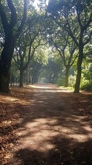 Fototapeta premium Serene pathway through a tree-lined forest with dappled sunlight.