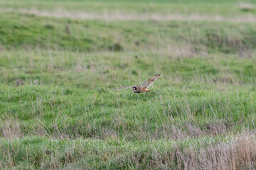 oiseau, oiseau nocturne, vol, nature, rapace, rapace nocturne, crépusculaire, rapace crépusculaire