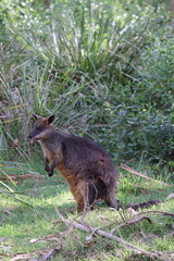 Cute funny wallaby sticking out tongue at Phillip Island, near Melbourne in Victoria, Australia.