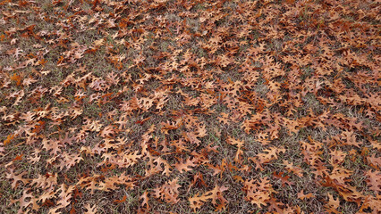 ground carpeted with brown fallen leaves