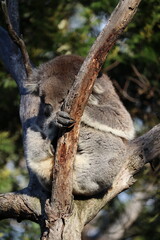 Sleeping koala on a tree at the Koala Reserve, Phillip Island, near Melbourne in Victoria,...