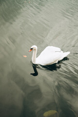 swan on the lake
