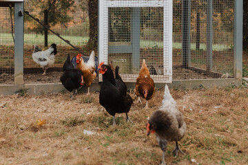 Free-Range Chickens Roaming Outdoors Near a Chicken Coop on a Farm, Featuring Black, White, and Brown Hens in a Rustic Countryside Setting © Jordan