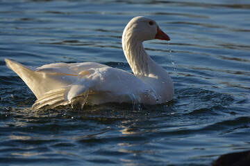 oiseau, oiseau d'eau, oiseau blanc, oiseau qui ce nettoie, oie, oiseau de mare, mare, lac , étang, oiseau qui joue dans l'eau, bec rouge, yeux bleus, 