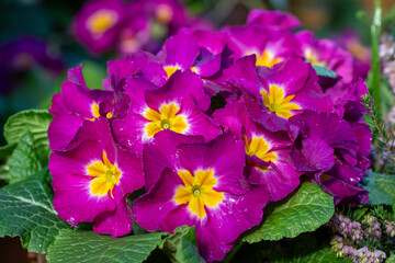 Pink polyanthus primroses in bloom