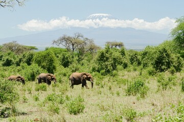 Fototapeta premium A group of elephants walking through the savanna with Mount Kilimanjaro