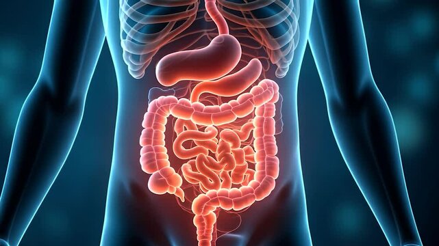 Human digestive system anatomy with stomach and intestines