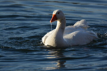 oiseau, oiseau d'eau, oiseau blanc, oiseau qui ce nettoie, oie, oiseau de mare, mare, lac , &eacute;tang, oiseau qui joue dans l'eau, bec rouge, yeux bleus, 