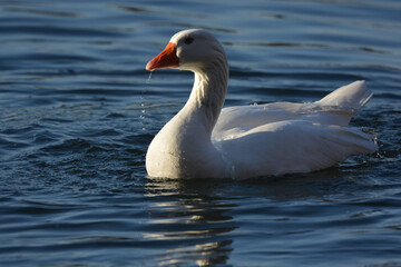 oiseau, oiseau d'eau, oiseau blanc, oiseau qui ce nettoie, oie, oiseau de mare, mare, lac , étang, oiseau qui joue dans l'eau, bec rouge, yeux bleus, 