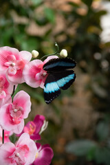 butterfly on flower