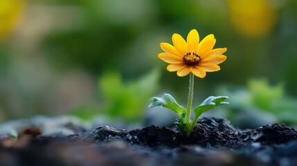 Close-up of a single yellow flower growing from soil
