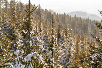 Mountain landscape with snow-covered fir trees in the rays of the sun