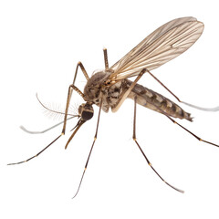 Fototapeta premium Mosquito insect isolated on the transparent background