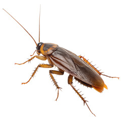 Cockroach insect isolated on the transparent background