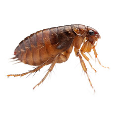 Flea insect isolated on the transparent background