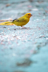 The true ground canary or ground canary (Sicalis flaveola), not to be confused with the canary or domestic canary (Serinus canaria),[2] belongs to the family Thraupidae