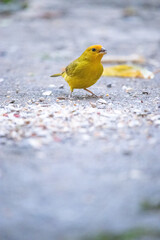 The true ground canary or ground canary (Sicalis flaveola), not to be confused with the canary or domestic canary (Serinus canaria),[2] belongs to the family Thraupidae