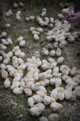broiler chickens in a pen