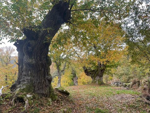 Casta&ntilde;os centenarios en Vilari&ntilde;o de Conso, Galicia