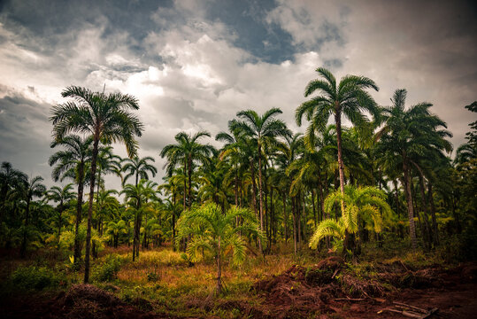 Lush green palms (Chontaduro) rise against a dramatic overcast sky, capturing the essence of the Amazon Forest in Guaviare, Colombia. Nature thrives in this vibrant ecosystem.