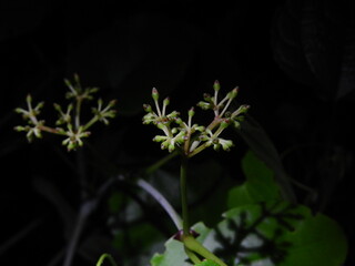 white flower in the dark