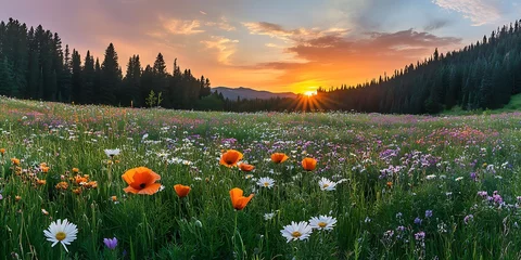 Poster Vast plain of flowers landscape full of plants and colorful flowers floral theme, green plains and pine trees in far away
