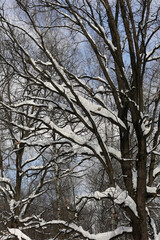 Captured In Winter, This Image Showcases Bare Tree Branches Blanketed In Snow, Set Against A Crisp Blue Sky. The Scene Evokes Serenity, Highlighting Nature's Beauty And The Season's Tranquil Charm.
