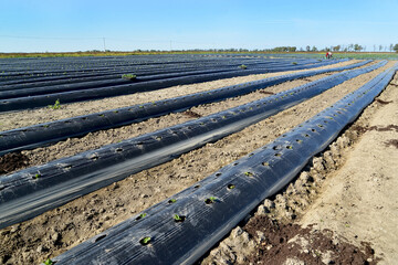Growing strawberries under film. Strawberry field