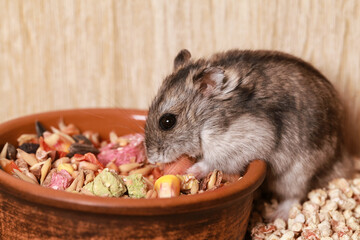Domestic Djungarian Hamster Eats Food. Feeding Bowl. Campbells dwarf Hamster Phodopus campbelli. In Cup of Grain, Seeds and next to House for Hamster
