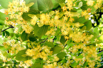 Flowers and leaves of European linden (Tilia europaea L.)