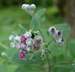 Burdock large (Arctium lappa L.)