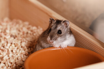 Domestic Djungarian Hamster. Empty Feeding Bowl. Campbells dwarf Hamster Phodopus campbelli.