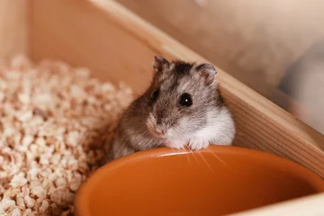Domestic Djungarian Hamster. Empty Feeding Bowl. Campbells dwarf Hamster Phodopus campbelli. © liliya
