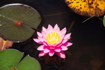 Ninfeia - Nymphaeceae	
