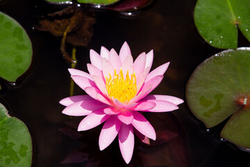 Ninfeia - Nymphaeceae	
