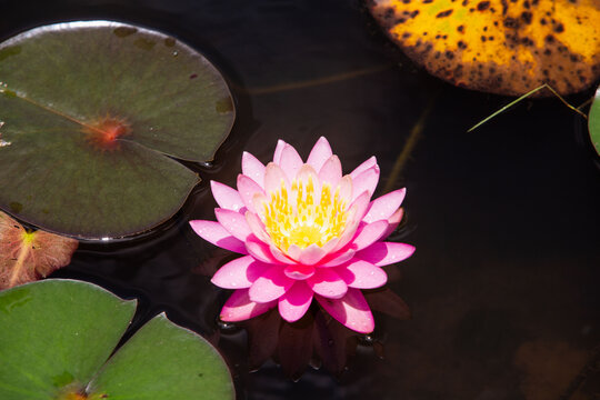 Ninfeia - Nymphaeceae	
