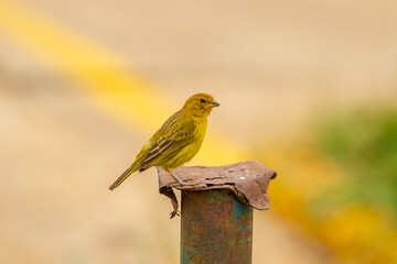 Um pássaro bonito, amarelo, pousado em uma estaca de metal.