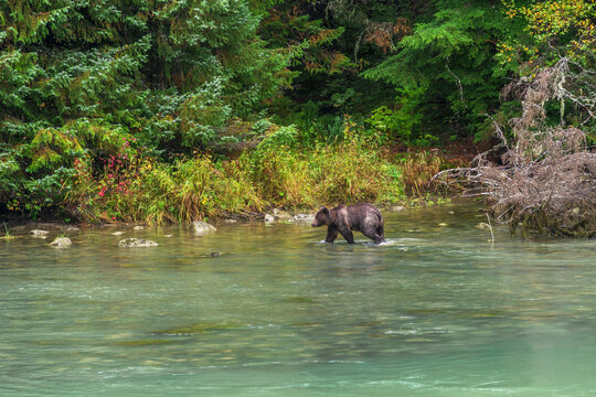 A brown bear walking on the shore of the Chilkoot Lake near Haines, Alaska