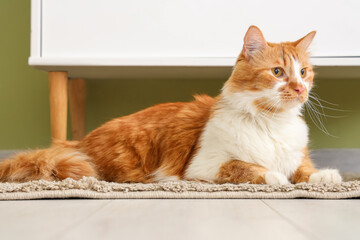 Cute cat lying on rug at home, closeup